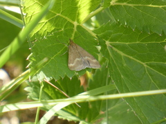 Pyrausta aerealis