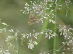 Pyrausta aerealis