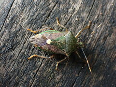 Eocanthecona formosa