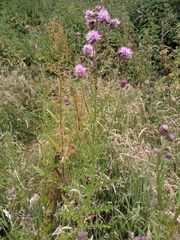 Cirsium arvense