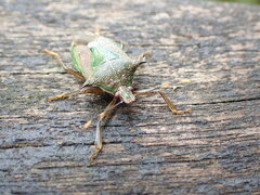 Eocanthecona formosa