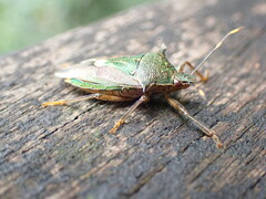 Eocanthecona formosa