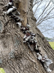 Fungi