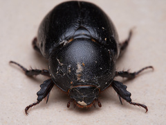 Pentodon bidens punctatus