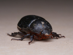 Pentodon bidens punctatus