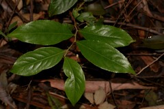 Celastrus subspicatus