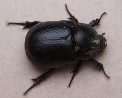 Pentodon bidens punctatus