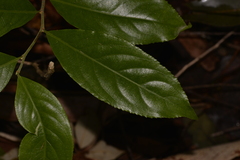 Celastrus subspicatus