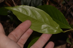 Celastrus subspicatus