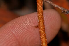 Celastrus subspicatus