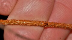 Celastrus subspicatus