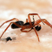 Mastosarvihämähäkki - Photo (c) Jörg Pageler, osa oikeuksista pidätetään (CC BY-NC), lähettänyt Jörg Pageler