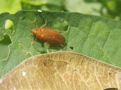 Megamareta pallidiola