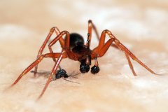 Walckenaeria acuminata