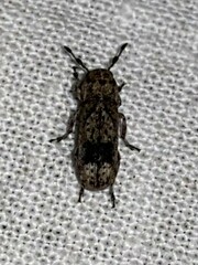 Ozotomerus japonicus
