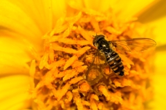 Episyrphus balteatus