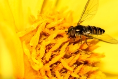 Episyrphus balteatus