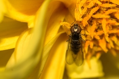 Episyrphus balteatus