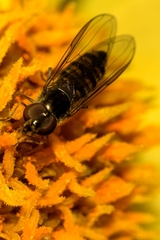 Episyrphus balteatus