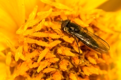 Episyrphus balteatus