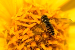 Episyrphus balteatus