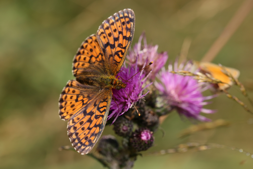 Lesser Marbled Fritillary from Hranice, Czechia on July 02, 2022 at 09: ...