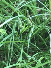 Carex magellanica