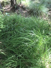 Carex magellanica