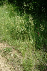 Bromus riparius