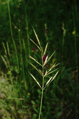 Bromus riparius