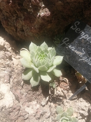 Sempervivum globiferum
