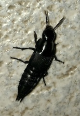 Quedius dilatatus