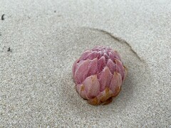 Hyobanche thinophila