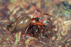 Walckenaeria corniculans