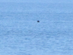 Pusa hispida ladogensis