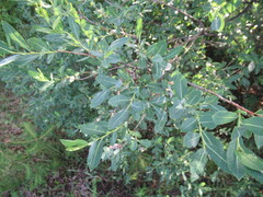 Salix kochiana