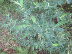 Salix kochiana