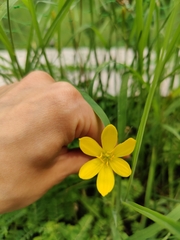 Zephyranthes citrina