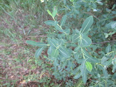 Salix kochiana