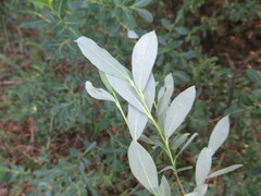 Salix kochiana