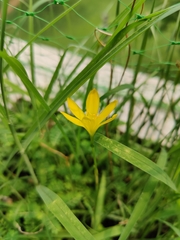 Zephyranthes citrina