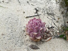 Hyobanche thinophila