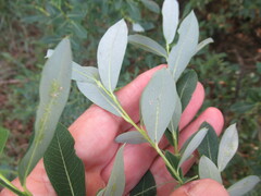 Salix kochiana