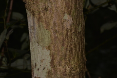 Cryptocarya rigida