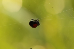 Isoxya penizoides