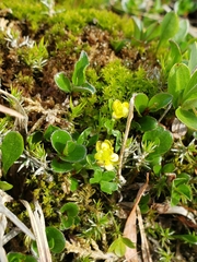 Ranunculus hyperboreus