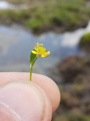 Ranunculus hyperboreus