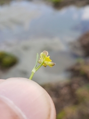 Ranunculus hyperboreus
