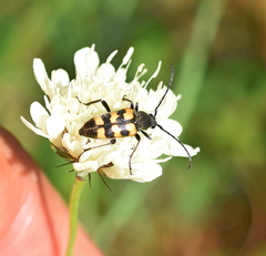 Judolia erratica