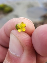 Ranunculus hyperboreus